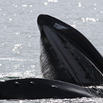 Humpback Whale
